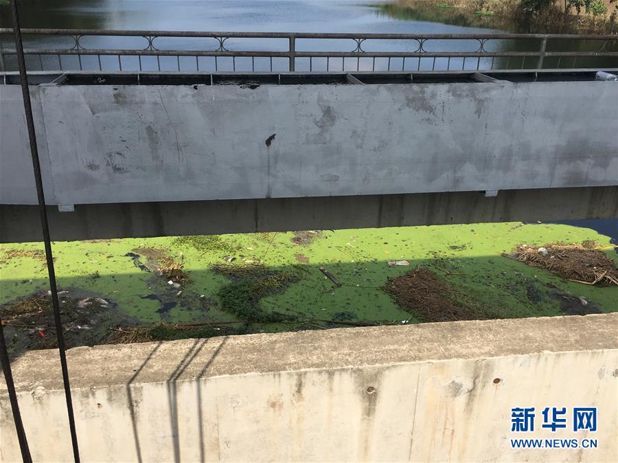 （新華視點·圖文互動）（2）上游洪水來襲下游魚蟹死亡，泄洪為何變泄污？