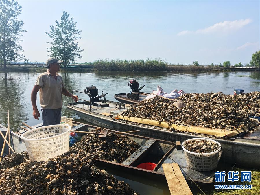 （新華視點·圖文互動）（1）上游洪水來襲下游魚蟹死亡，泄洪為何變泄污？