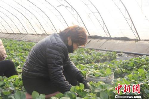 正值隆冬時節(jié)，山西省長治市長子縣天寒地凍，最低氣溫已有零下十幾度，當?shù)氐氖卟舜笈飪?nèi)卻“春意盎然”、生機勃勃。　王維寧 攝