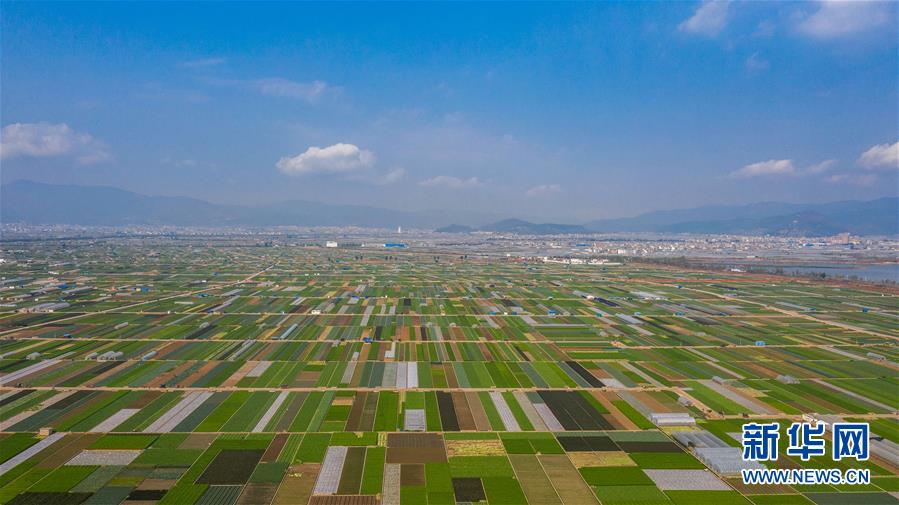 （抓好春耕備耕 穩(wěn)住農(nóng)業(yè)生產(chǎn)·圖文互動(dòng)）（5）“栽種的是菜苗，收獲的是希望”——云南蔬菜集散地通海縣春耕見聞 