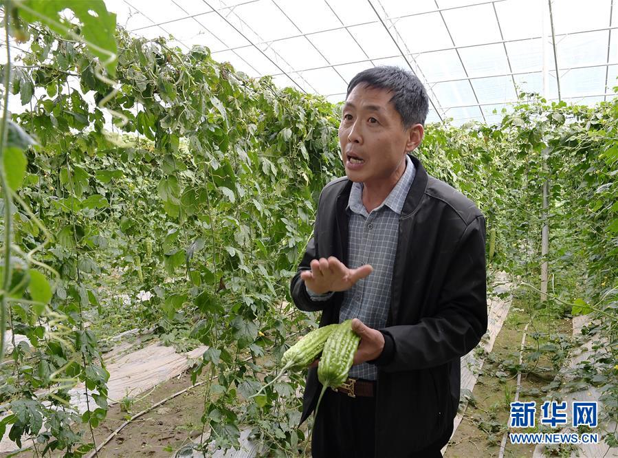 （走向我們的小康生活·決戰決勝脫貧攻堅·圖文互動）（4）高原喜見“壽光綠”——“世界屋脊”上的蔬菜發展奇跡