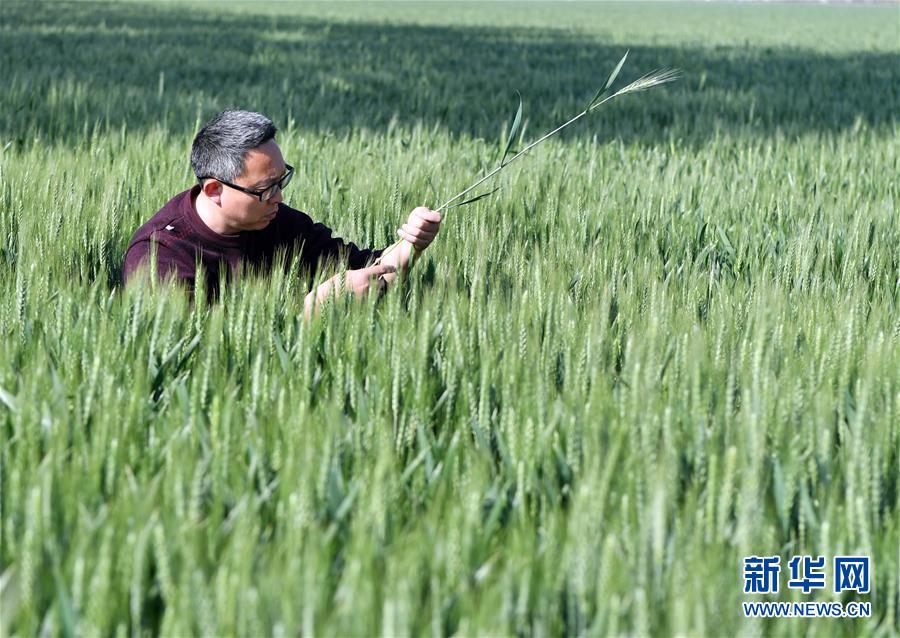 （在習近平新時代中國特色社會主義思想指引下——新時代新作為新篇章·習近平總書記關切事·圖文互動）（5）新農事、新希望——夏收前田間新動態掃描
