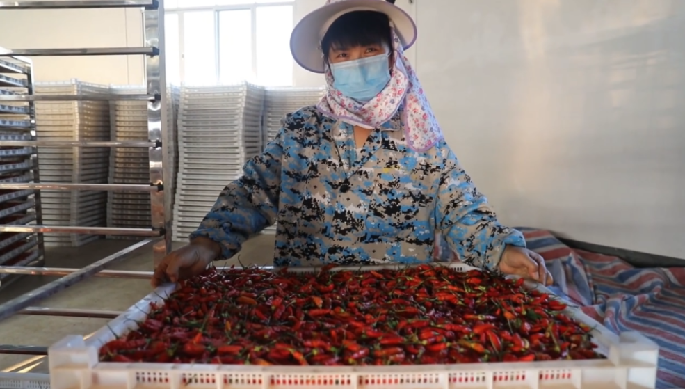 你怎么“辣”么好看！小辣椒映紅脫貧路