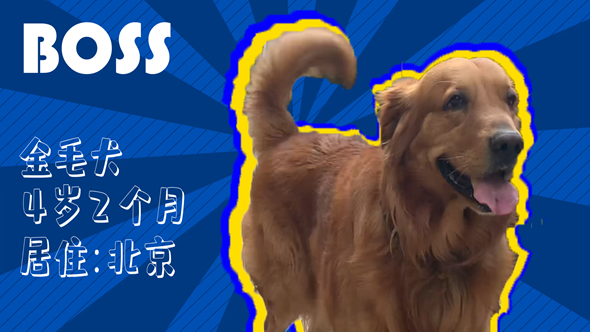 有效拴繩&科學遛狗——如何文明養犬？“撿屎官”們快看過來！